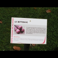Betterave, Beta vulgaris L. var. rubra (1)